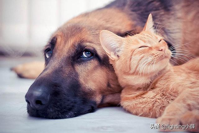 头条问答 幼犬被手机打到会骨折吗 怎么看有事没事呢 8个回答