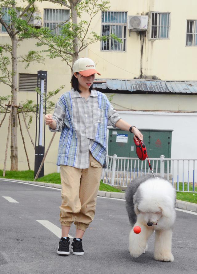 朵拉训练狗狗在线小游戏:我们日常可以跟狗狗玩什么游戏增进之间的感情呢？