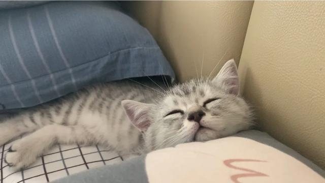 怎么确定猫认主人了?:猫咪睡觉有哪些动作说明已经认主了？