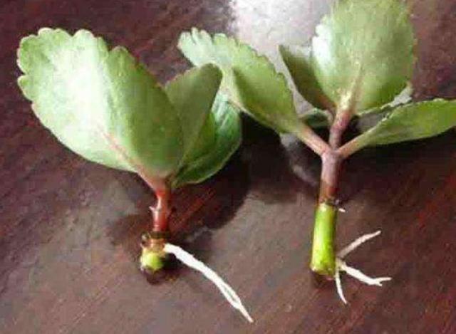 长寿花有毒吗:长寿花、好运花有毒吗，能放家里吗？