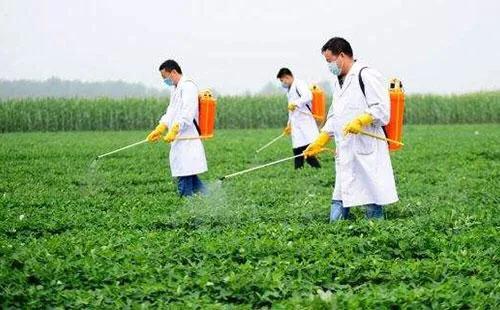 花生黑蚜虫怎么防治:黑花生怎么种植才能高产？