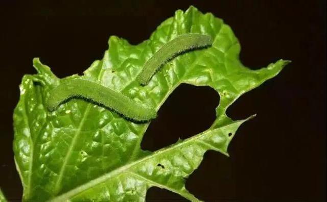 锈壁虱用何种药:可以给柑橘幼果用阿维菌素吗？