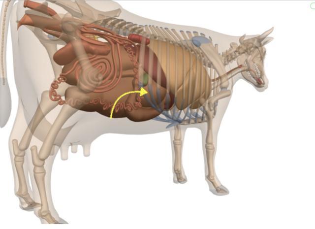 牛有四个胃,那毛肚是哪个?吃了这么久你知道吗?