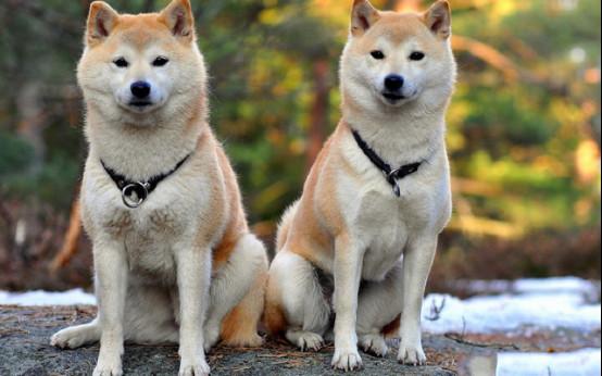 秋田狗和柴犬是什么关系，如何区分柴犬与秋田犬的区别