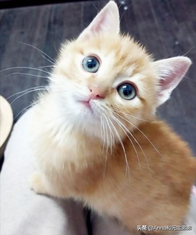 橘猫:大橘猫为何感觉广受欢迎？