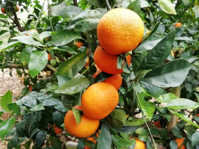 老果农教你如何正确挑橘子，柑橘如何管理才能皮薄光滑