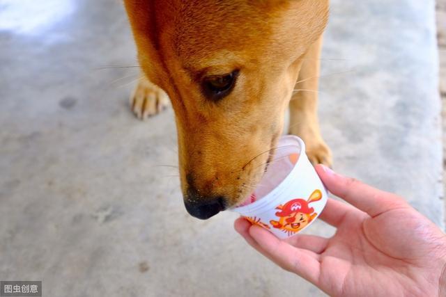 狗狗为啥不能喝酸奶，狗狗能喝牛奶吗喝牛奶会过敏吗