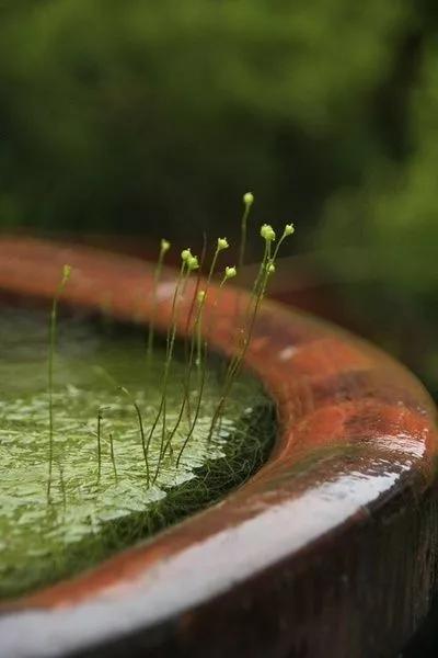 雨水节气黑板报内容摘选