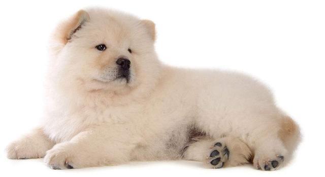 皇家护卫犬视频:有懂狗的吗，请问这是什么狗？ 皇家护卫犬卡斯罗