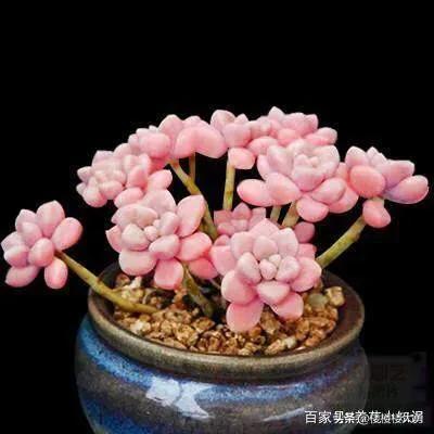 璇叶姬星美人怎么繁殖:多肉上有小凸起是为什么？