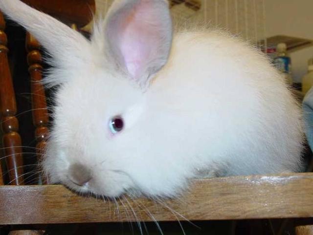 头条问答 - 种公兔饲养管理要注意什么?(12个回答)