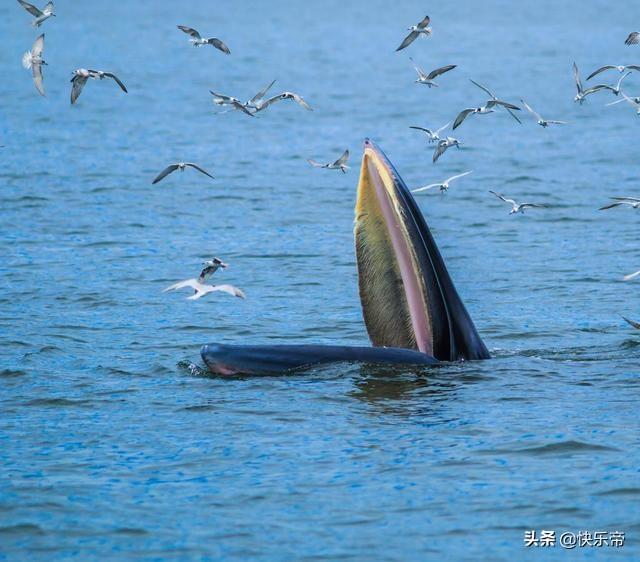 鲸鱼爆炸:全国仅找到一例在南海，罕见的鲸落，世界最浪漫的死亡名不虚传？