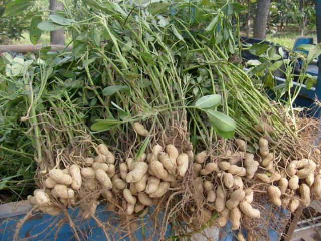 植物必需的营养元素:植物必需的营养元素有哪些？