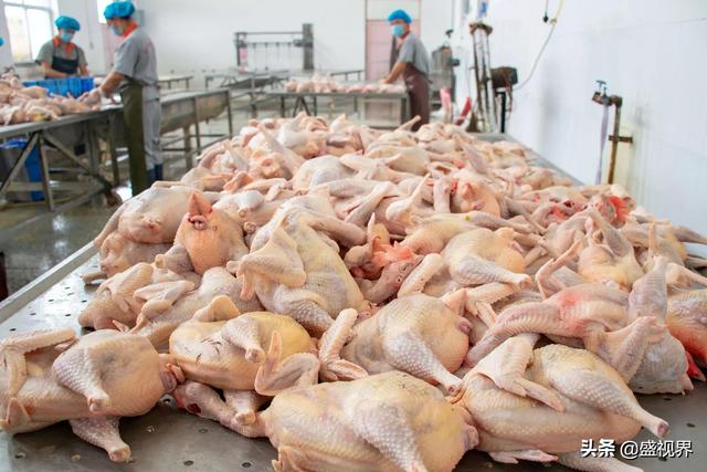 豆蔻街(谁知道河南滑县道口烧鸡哪一家最正宗？