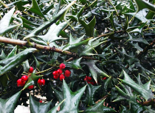 为啥有些农村人家种老虎刺,有什么作用?-图1