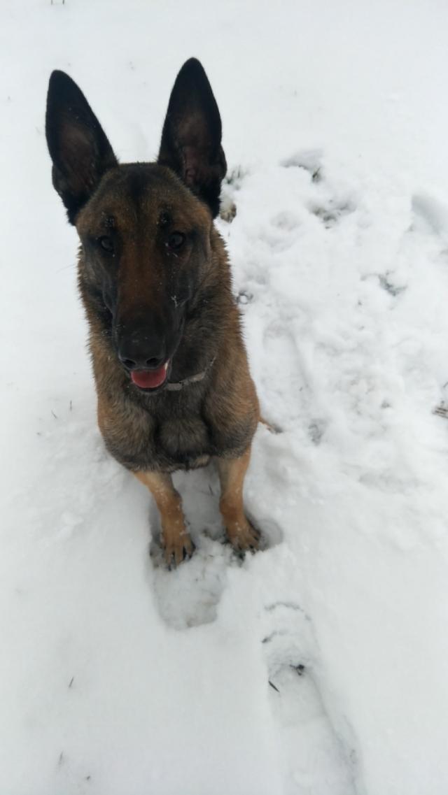 德国牧羊犬阿托斯后代:德国牧羊犬西米后代 吉娃娃跟德牧的后代是什么样？