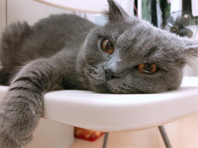 明堂养猫记第三集:儿子要养猫，老婆大人不同意，咋办？