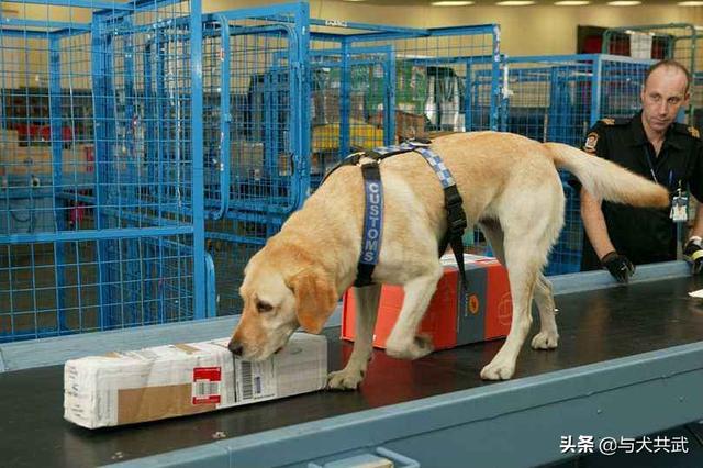 为什么阿拉斯加和哈士奇不会狗叫:有的狗狗为什么会学狼叫？