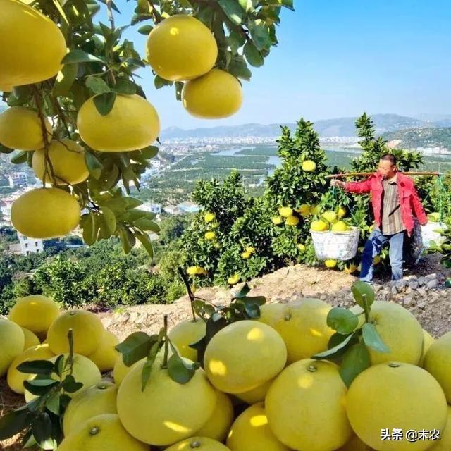 头条问答 文旦比一般柚子好吃 你知道如何种植管理吗 6个回答