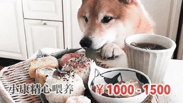 豆柴犬和柴犬哪个贵:养柴犬一个月大约需要花费多少钱？