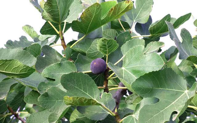 头条问答 - 无花果该在什么时侯摘心?(18个回答)