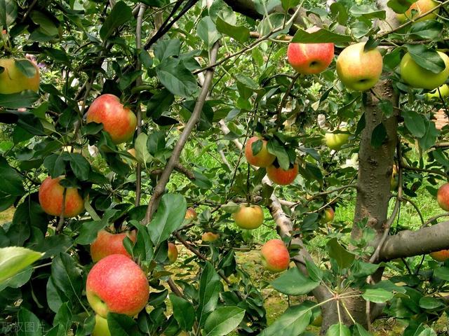 求购黄刺玫:黄刺玫和黄蔷薇怎么区分？