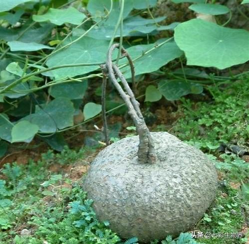 金不换植物爬藤:金不换的叶子布有许多黑点和叶子变黄应怎样处理？