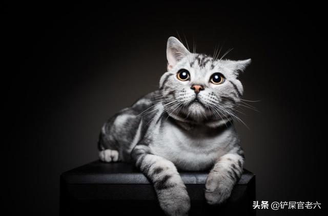 中国狸花猫简笔画:如何区分狸花猫和美国短毛猫？