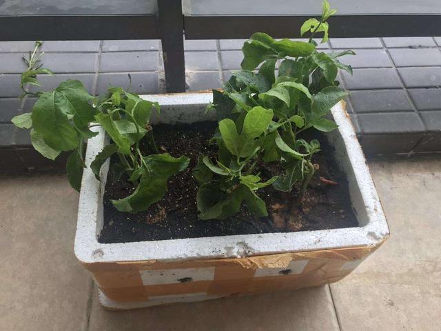 百香果是什么季节的水果,现在这个季节适合种百香果吗？