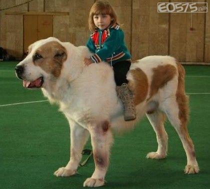 狗孩论坛:你有小时候被狗咬的经历吗？