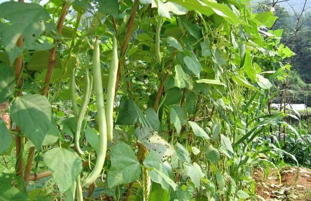 春季露地种植四季豆有哪些技术要求？