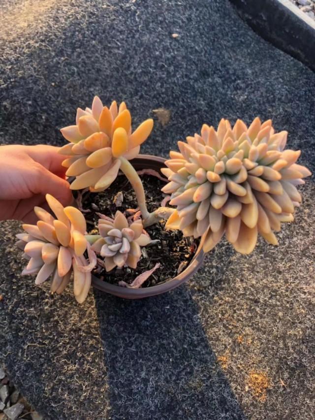 姬玉露徒长后怎么处理:石竹花一直是全日照，还是徒长，应该怎么处理？
