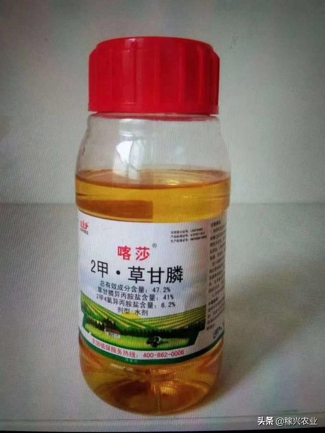 秋田蕗种植技术:什么除草剂能杀死节节草？