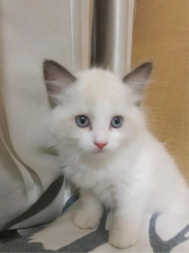 布偶猫吧:有的后院布偶猫为什么比正规猫舍的还好看？