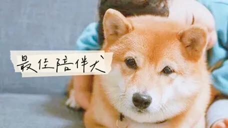 日本柴犬:你们的柴犬都是花了多少钱买的？ 日本柴犬多少钱一只