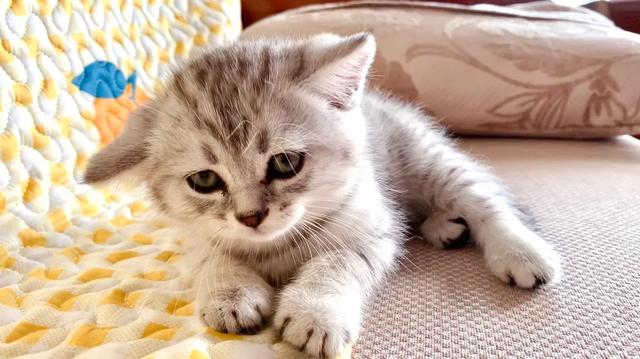学知猫:在猫咪面前学猫叫，它到底能不能听懂？
