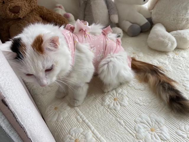 猫咪不乖的作品请:想给猫拍小视频，但是又不敢给它洗澡，该怎么做？
