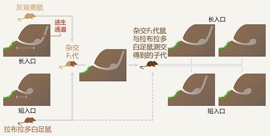 狗獾子冬天自己在洞里:有人说老鼠洞的结构图比美国驻伊拉克大使馆还复杂，内涵何在？