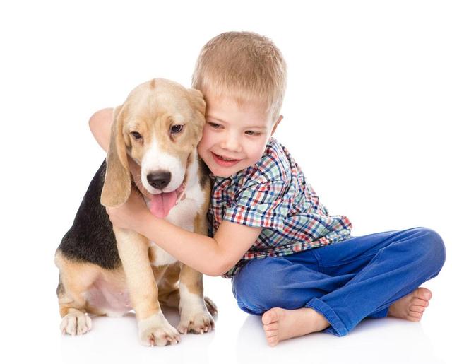 比格犬图片:孩子快上小学了一直想养只狗，哪些狗狗的性格比较温顺？