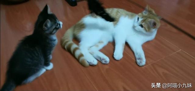 狸花猫宠物知识大全:为什么中国狸花猫的野性比较大？ 狸花猫的知识