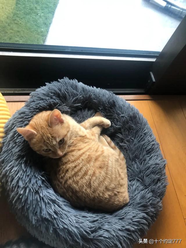 家里没有阳台养猫好吗:家里养猫，住高楼层，需要注意什么？