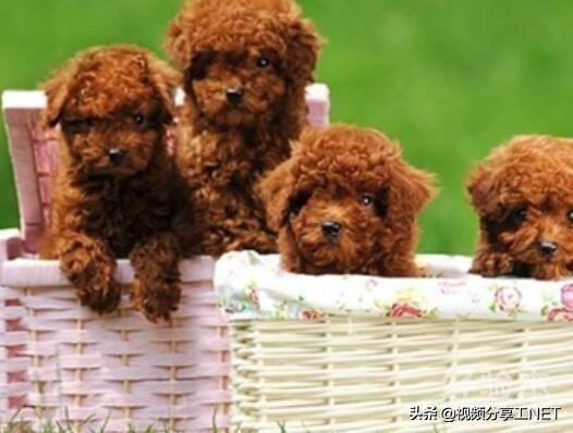 泰迪犬癫痫视频:泰迪狗狗抽搐是什么原因？