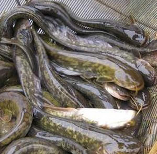 梦见猫用尾巴钓鱼:梦见猫在我嘴边摇尾巴 野钓钓鲶鱼，用什么饵料效果最好？什么时候钓鲶鱼最佳？
