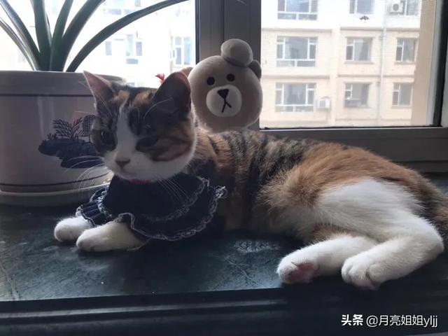 可爱宠物猫名字大全:宠物猫的名字大全起名 养土猫会遭人嫌弃吗？难道只有名猫才值得去养吗？