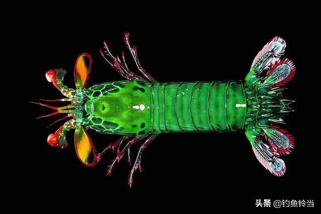 雀尾螳螂虾:雀尾螳螂虾捕食大鱼吗？为什么？