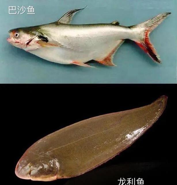 巴沙鱼和龙利鱼外观区别？