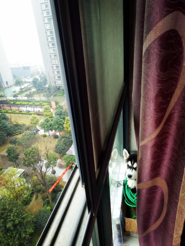 八哥狗图片搞笑卖萌:你的狗狗有哪些令人捧腹大笑的照片？