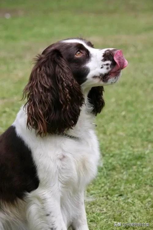 史宾格体味大吗:史宾格犬的性格好吗，智商高吗？