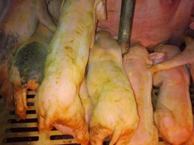 正典 球虫疫苗 七价:肉鸡日常怎样饲养可降低死亡率？