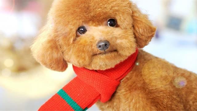 迷你型泰迪犬图片:泰迪犬图片 可爱 在网上看到的小泰迪太可爱了。特别想养一只。谁有什么建议呢？